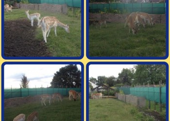 winddoek landscape green standard 180 a. Bongaarts